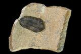 Ordovician Trilobite (Sokhretia?) - Erfoud, Morocco #138107-1